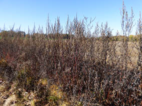 Artemisia vulgaris